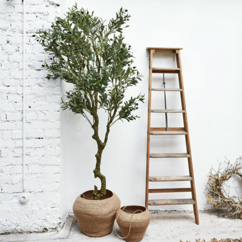 Deko-Topfpflanze Dambly - Loberon