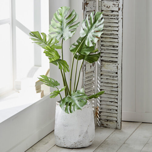 Dekopflanze Monstera - Loberon