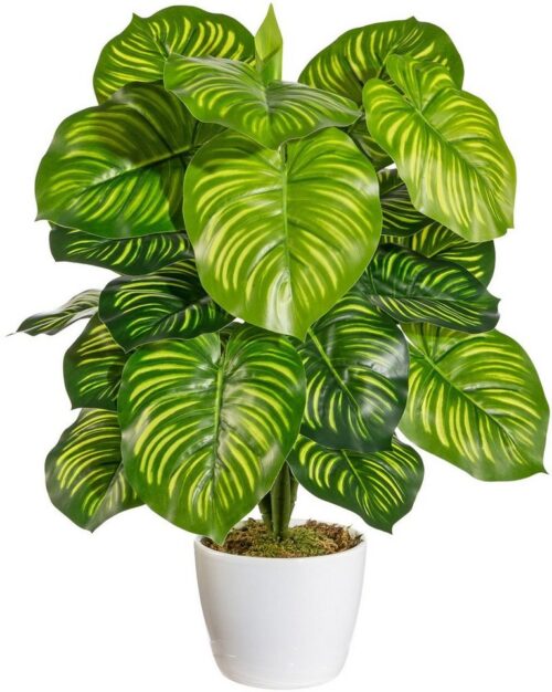 Künstliche Zimmerpflanze Maleroy Maranta, Home affaire, Höhe 50 cm, im Keramiktopf